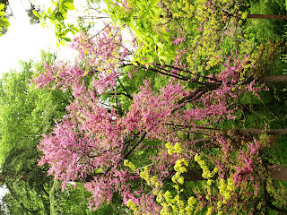 Viajar En Mi Nube Particular II: Parque del Jardín El Capricho. II