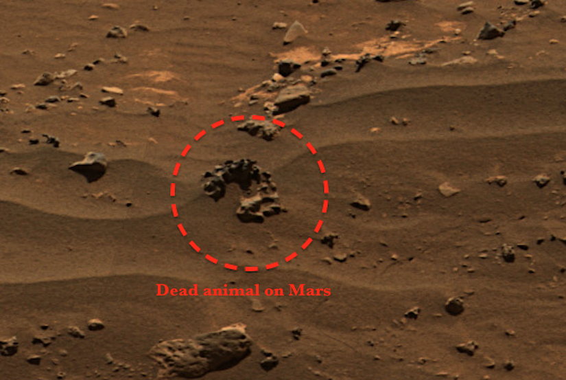 the face of mars website the face of mars website