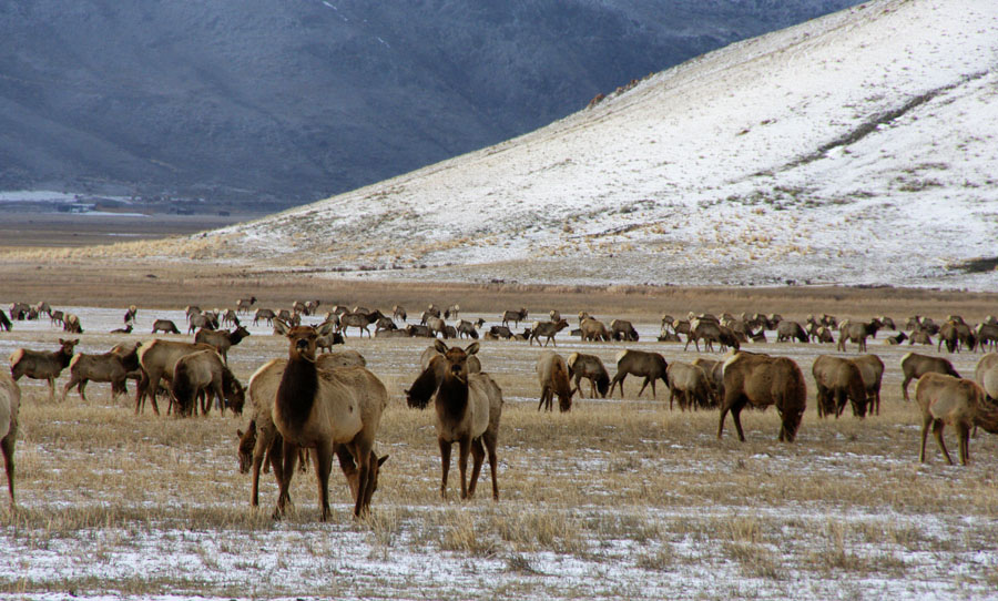 Ross Walker photography Elk Herd at Jackson Hole