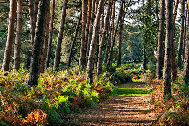 Warm sunshine on a woodland path through the Oxburgh Estate in Norfolk