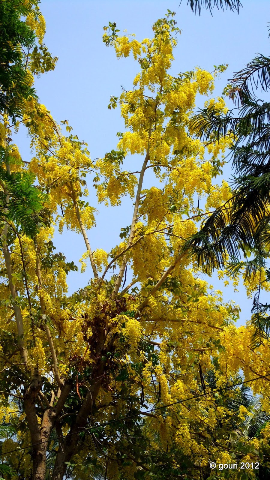 झाले मोकळे आकाश: बहावा!