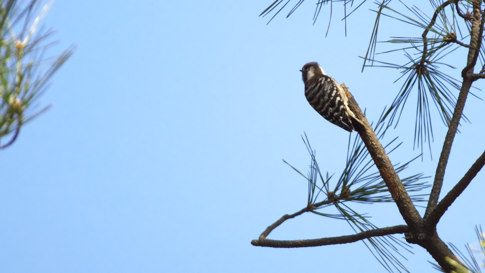 アロエベラの葉を切ってもまた生えてきますか? - アロエベラは葉で再現できますか?