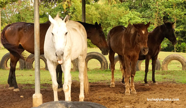 Happy Horse Farms Equestrian Center- Negros Occidental equestrian center - equestrian lessons - horse riding lessons - Talisay City - homeschooling - riding lessons for girls - Bacolod blogger - Bacolod mommy blogger - travel blogger - riding school