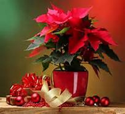 plantas navideñas lindas, plantas para decorar navidad, plantas de navidad, ideas para decorar navidad