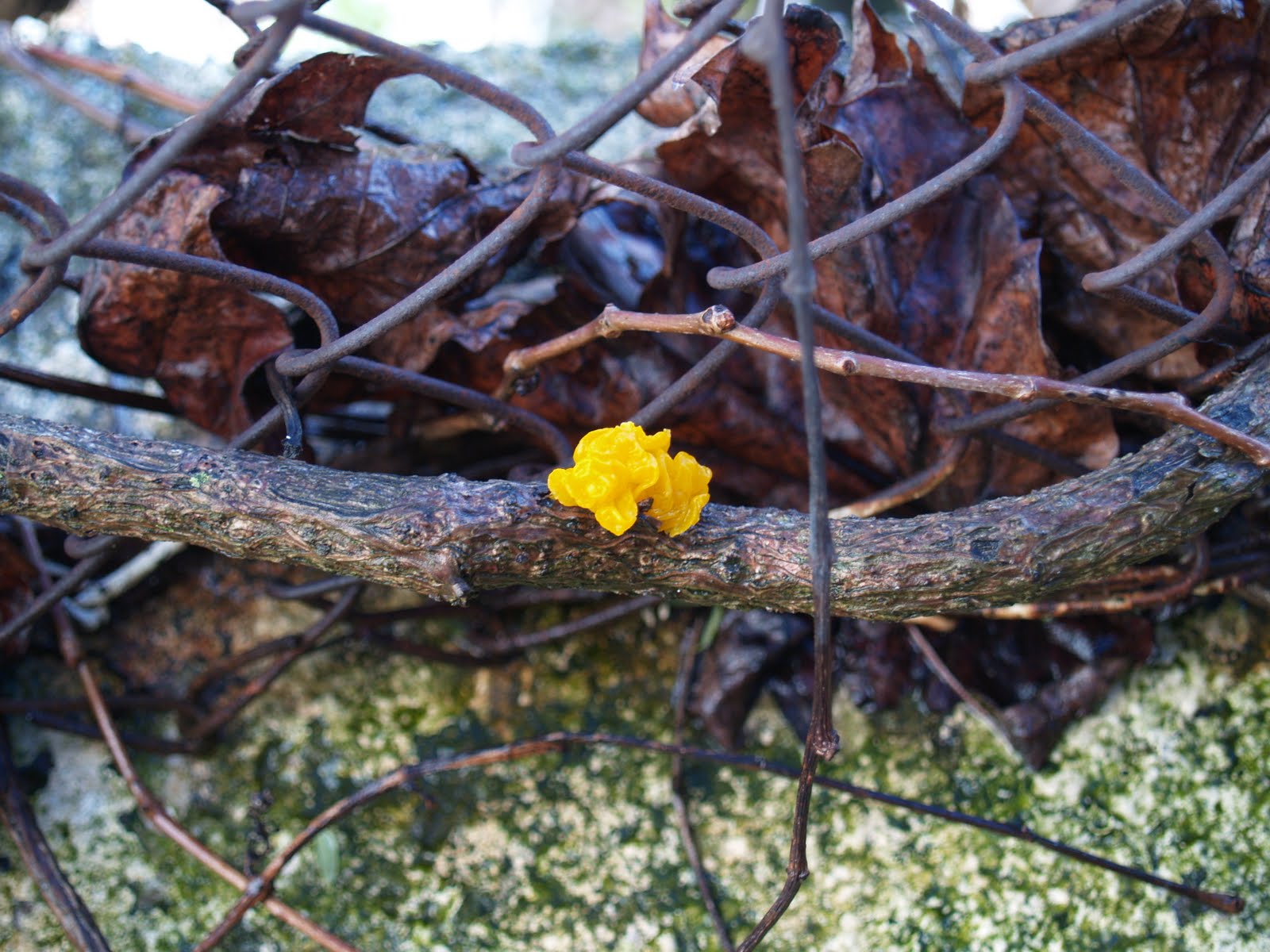 Das plantas e das pessoas Tremella mesenterica (Tremellaceae)