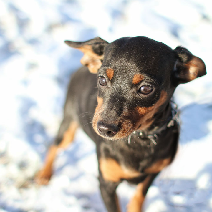 Miniature Pinscher Mix Puppy