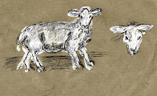 Sketch book sheep. Yorkshire