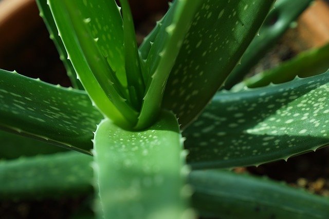 Cara menanam lidah buaya di dalam pot