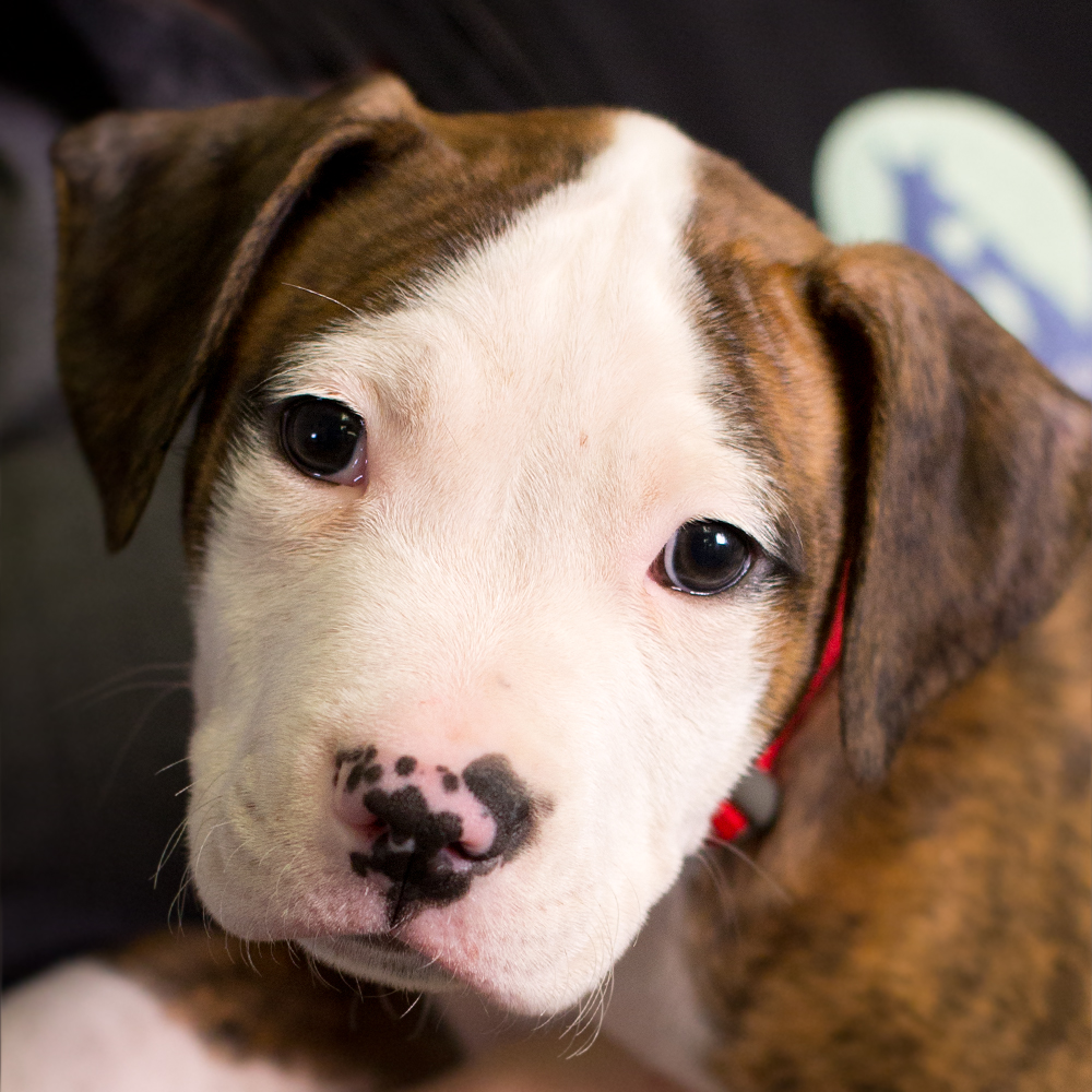 Baby Pitbull Blue Eyes