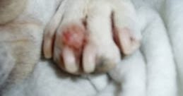 Interdigital Cyst Dog Natural Remedy Interdigital Cyst Dog Natural Remedy