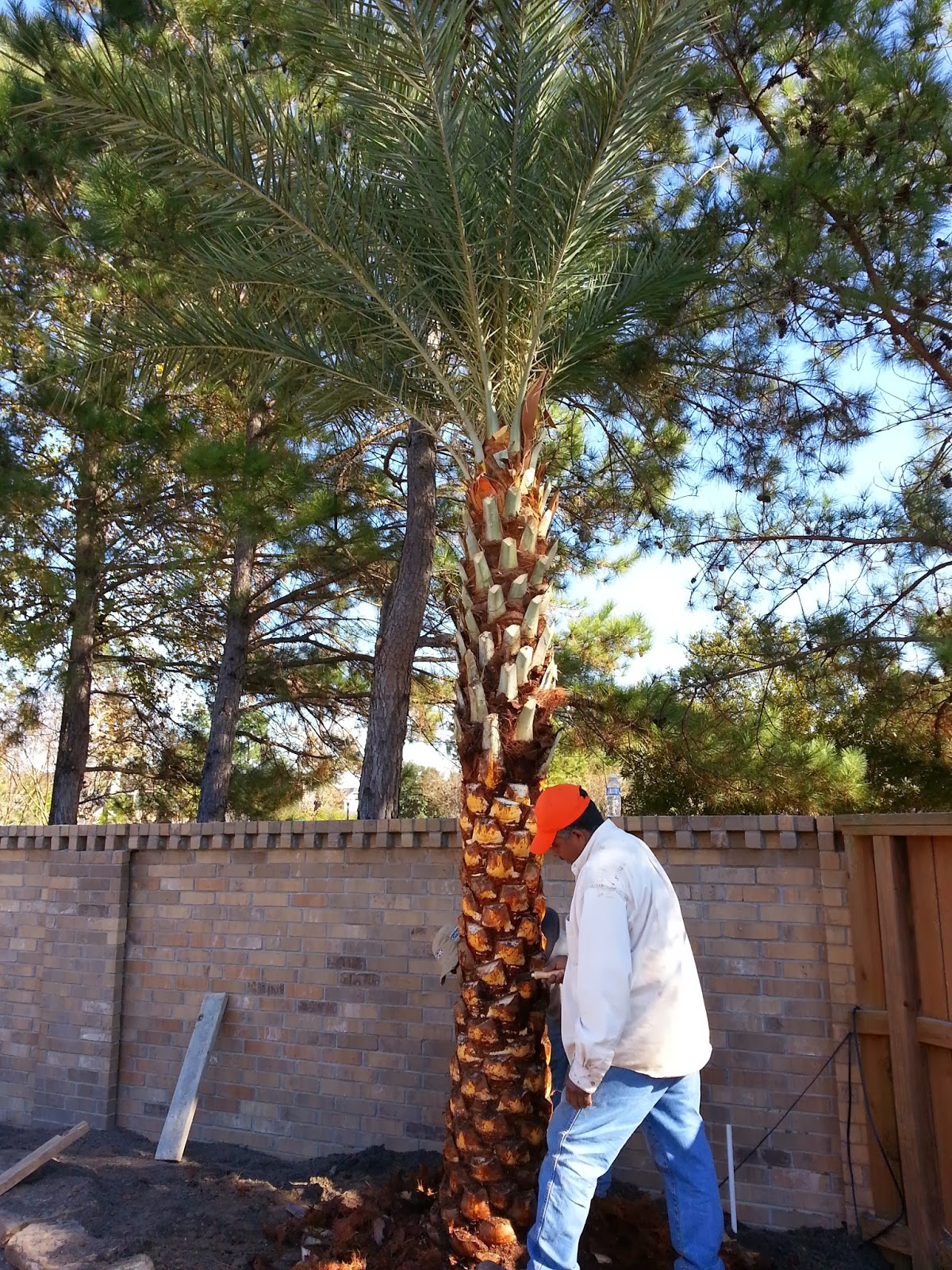 Cold Hardy Palm Trees in Houston Palm Trees Delivered and Installed in Houston TX. We