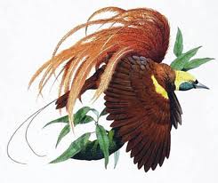 Birds of Paradise Burung Paling Indah di Dunia Media Info