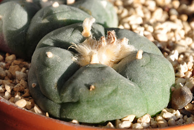 Winter dormant peyote cactus