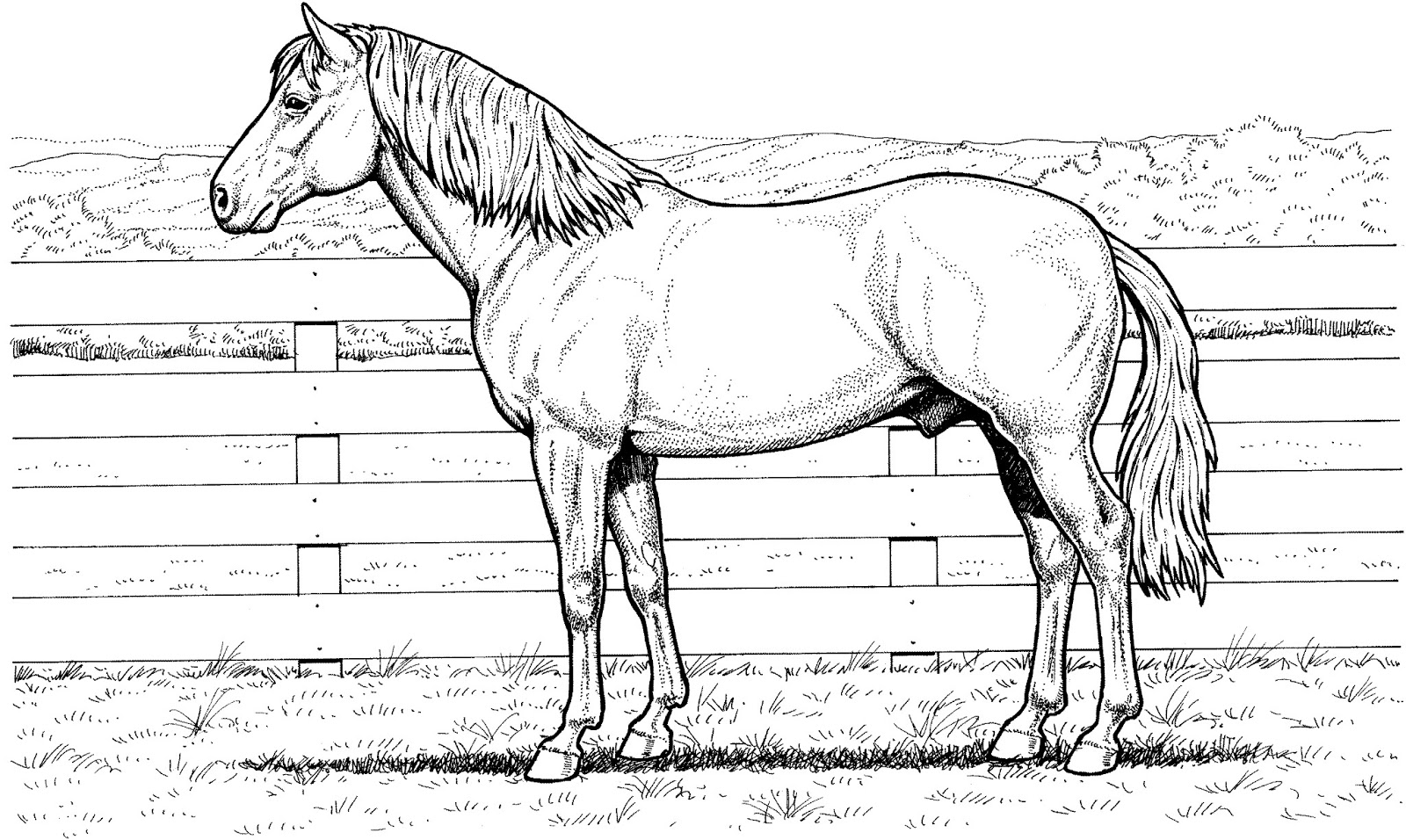 Realistic Coloring Pages Of Horses | Realistic Coloring Pages