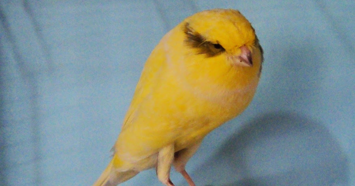 54+ Jenis Warna Kenari Termahal