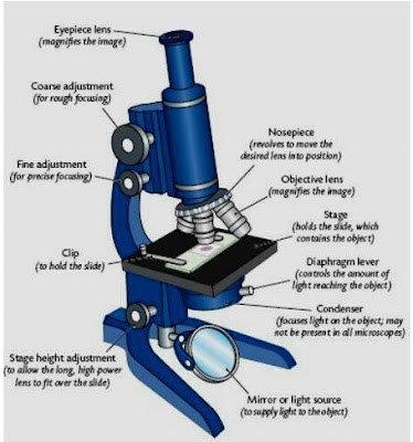 Update more than 78 compound microscope parts sketch - seven.edu.vn