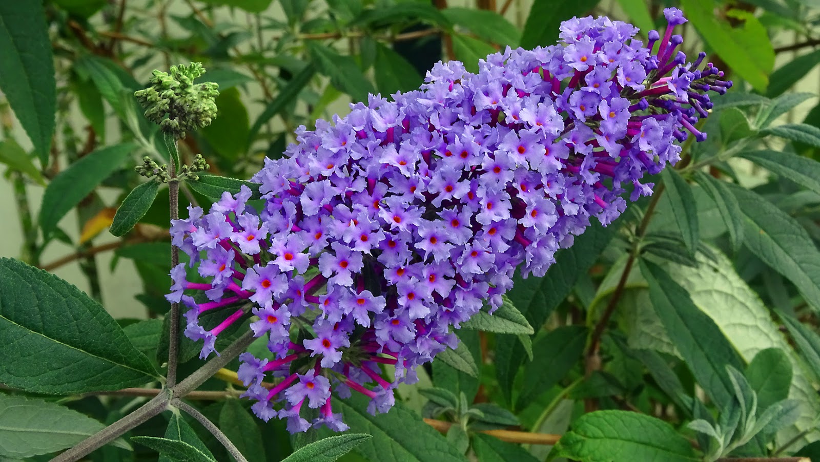 Wyldestone Cottage Buddleia The Butterfly Bush