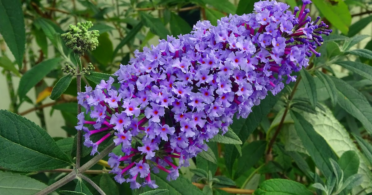 Buddleia Purple Chip