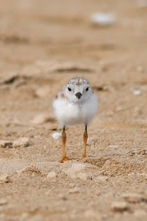 Image of a nine-day-old plover chick