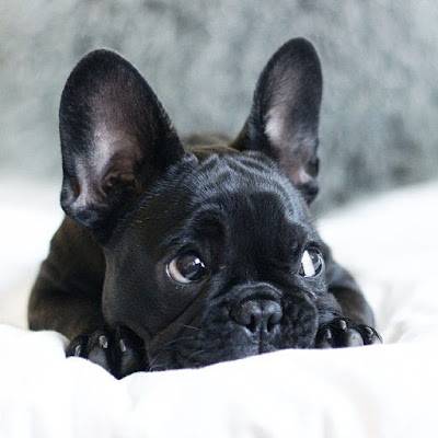 10 Dog Breeds That Have The CUTEST Puppies