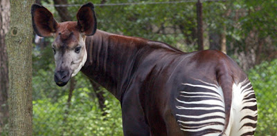 LA NUEVA CARAVANA: EL OKAPI