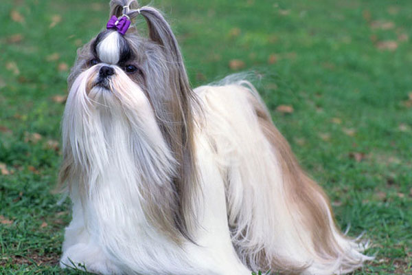 Friendly, Beautiful Shih Tzu dog breed in Punjab