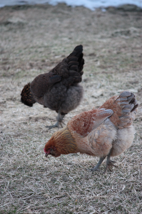 BaGawks Chicken Pants