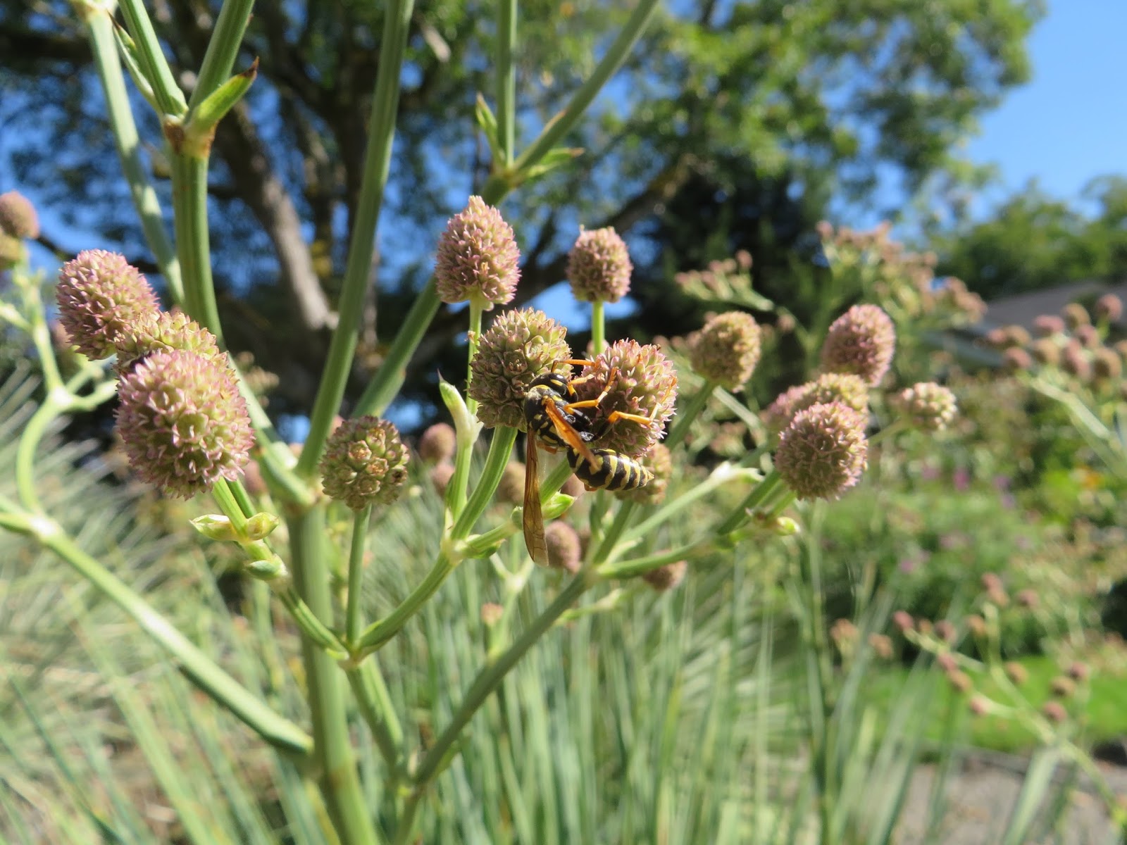 New Shoots Biopic Of A Rebellious English Garden Hello To