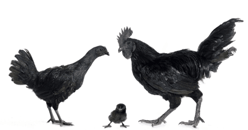Mimpi Anak Ayam Togel 2D
, Angka Mimpi Ayam Versi Erek Erek 2d 3d 4d Buku Mimpi