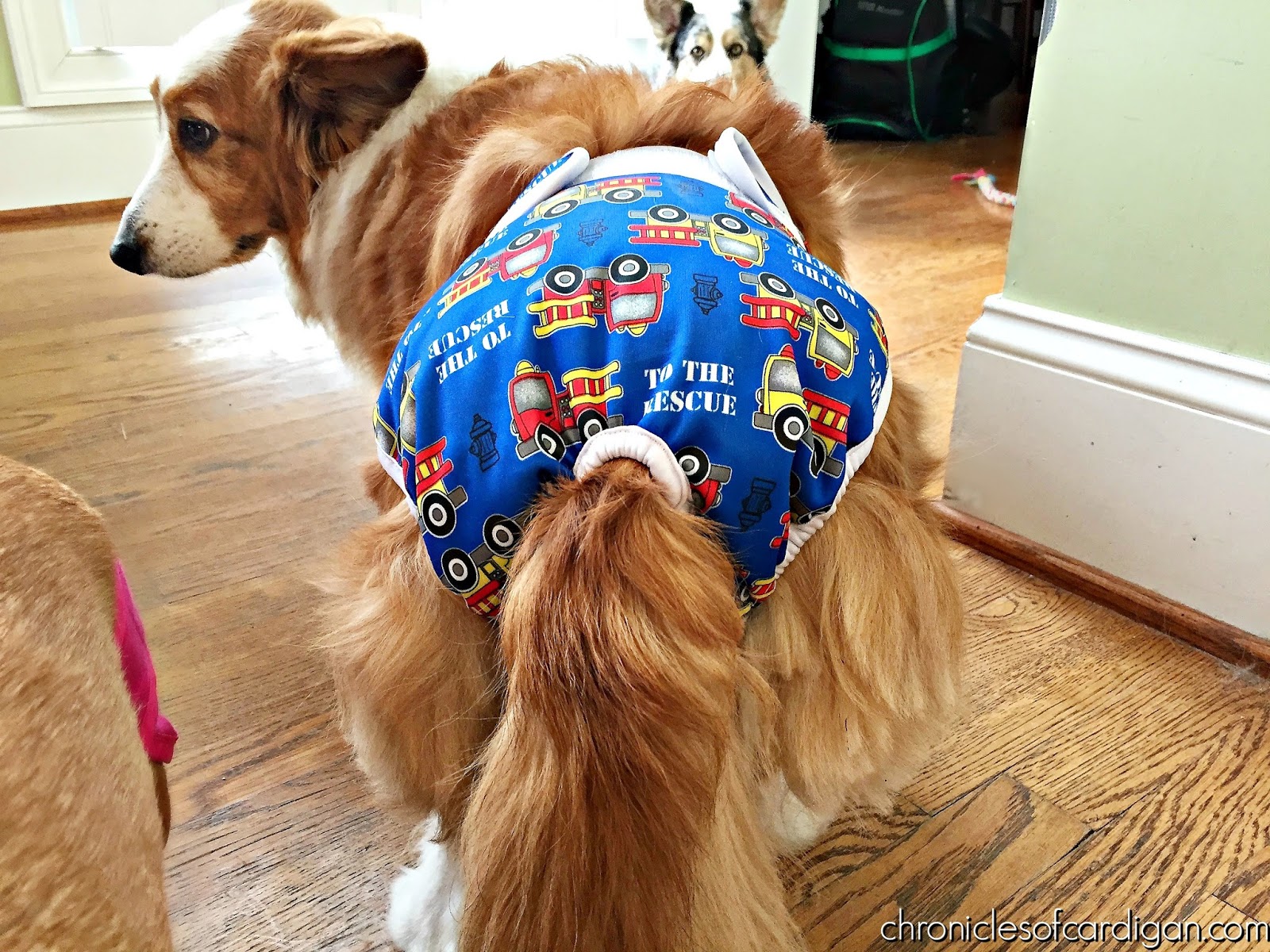 Why Dogs Make Better Pets Than Cats Article Why Dogs Make Better Pets Than Cats Article