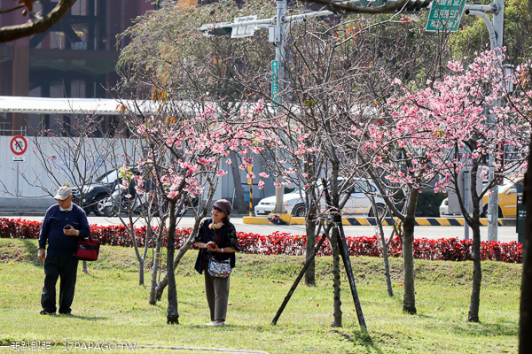 中科崴立機電櫻花公園河津櫻和吉野櫻率先登場，粉紅櫻花步道好美