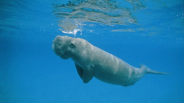 And I Think to Myself...What A Wonderful World.: Creature Feature: Dugong.