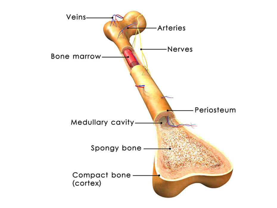 Nigeria Natural Health Online Africas foremost blog on natural health Bone Marrow Transplant