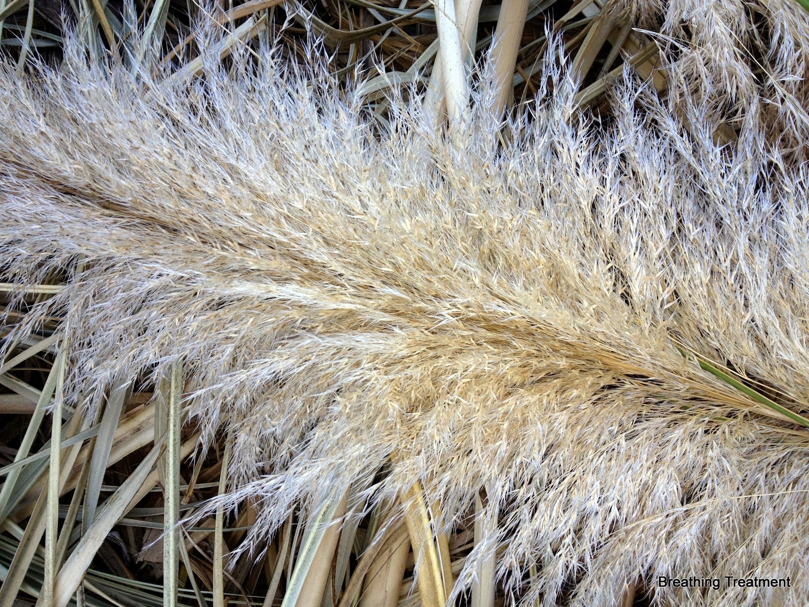 Breathing Treatment Jubata or Pampas?