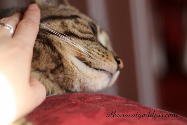 cat enjoys chin rub