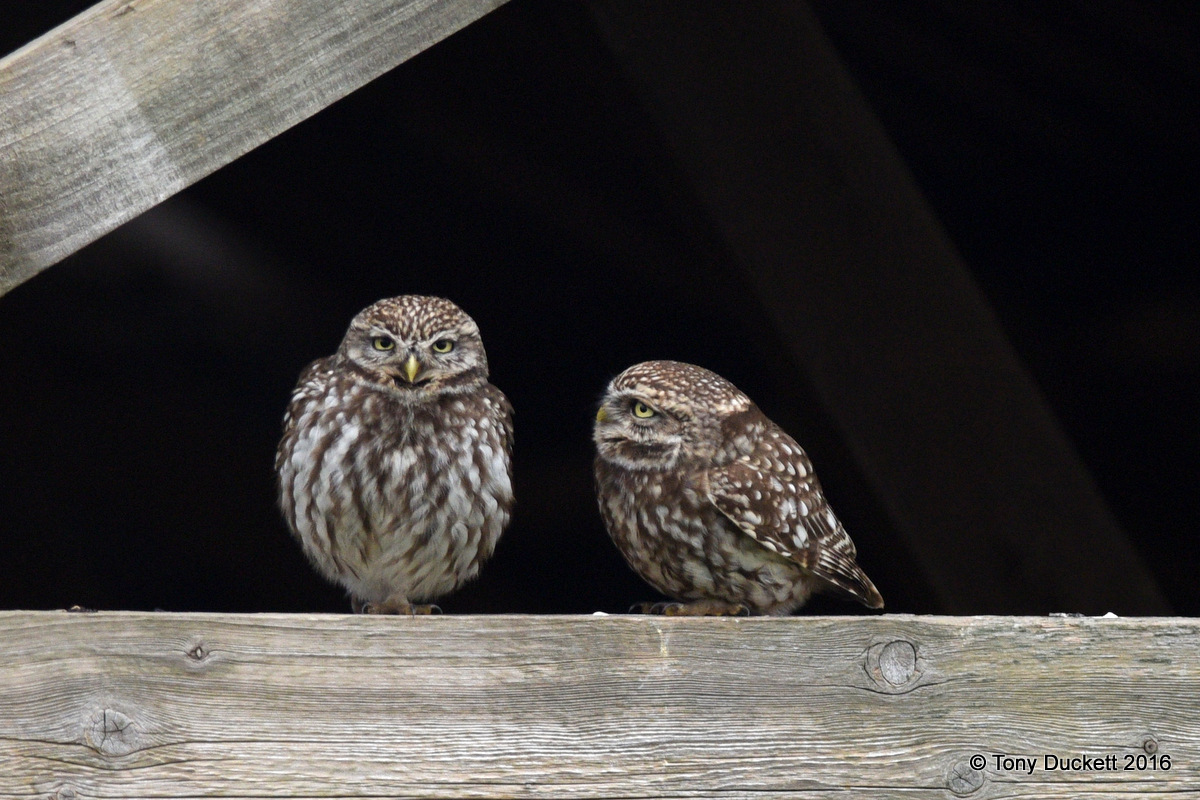 Little Owls in Bushy Park