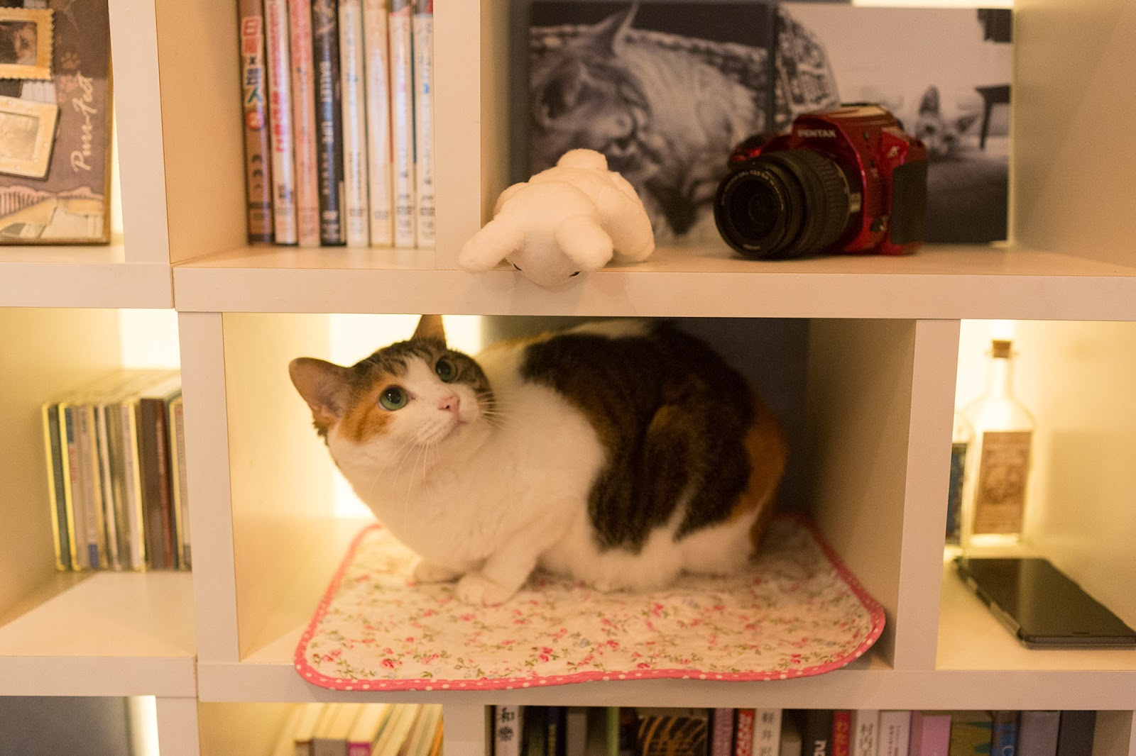 Cat Cafe