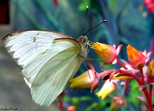 Southern White Butterfly