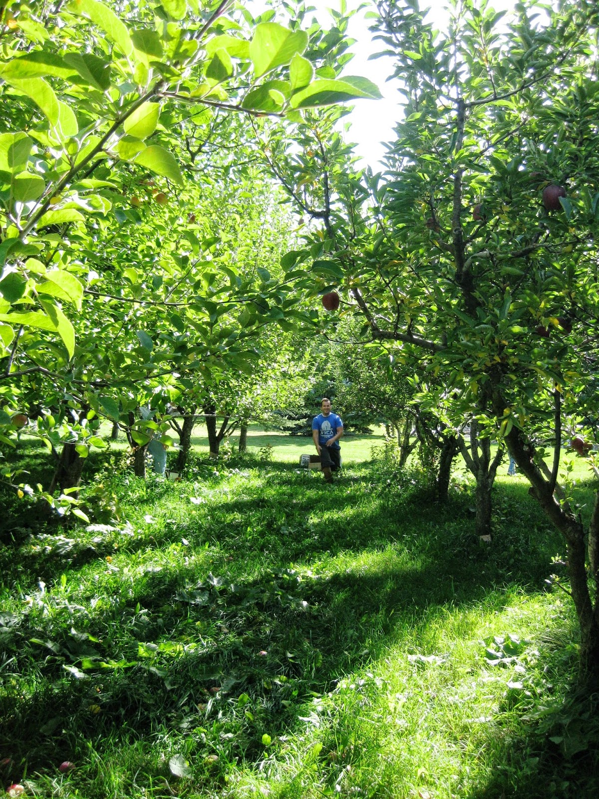 Caring for apple trees in the spring time The Lavender Apple