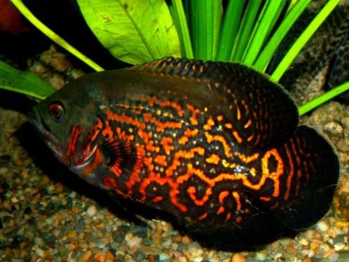 Freshwater Tropical Fish Species - The Animal Life