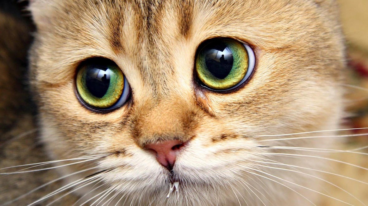هاكر يستخدم القطط في إختراق شبكات الويفي