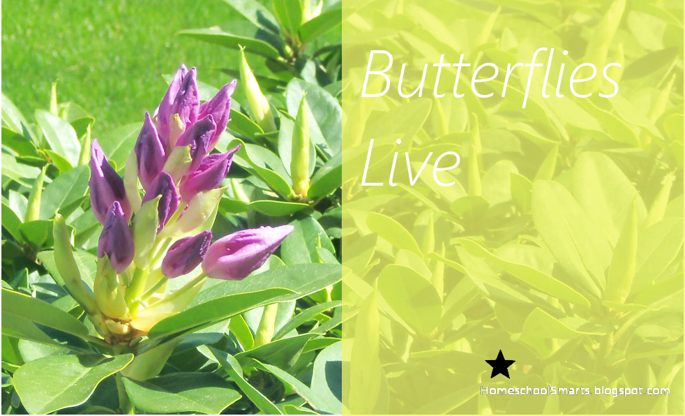 Buterflies Live Series