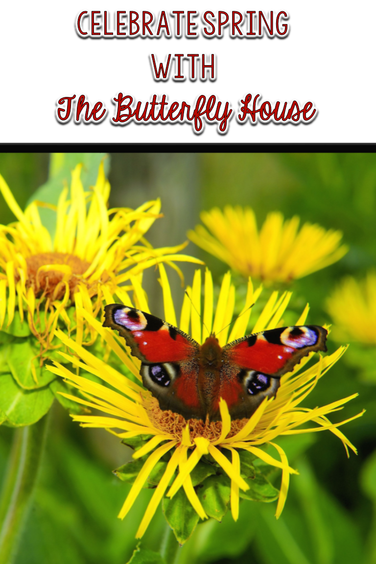 Celebrating Spring with The Butterfly House Comprehension Connection