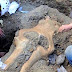 Rare, Complete Mammoth Skull Found in Channel Islands Puzzles Scientists