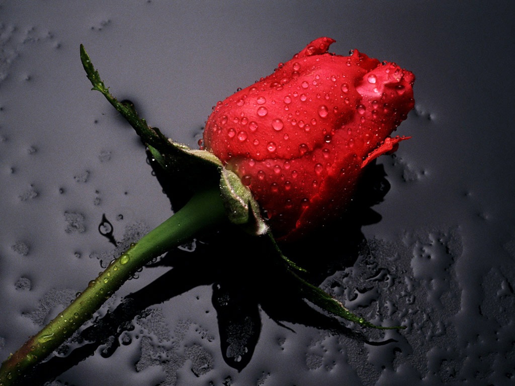 Single Red Rose Flowers - Flower HD Wallpapers, Images, PIctures, Tattoos and Desktop Background