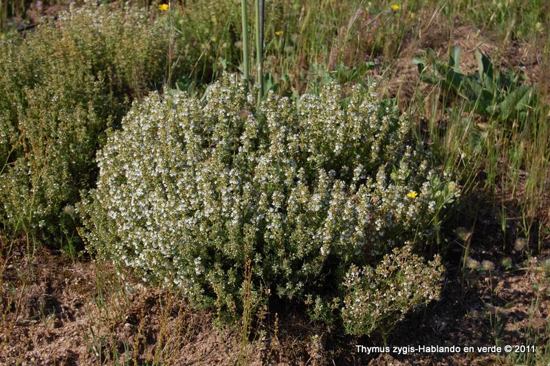 Thymus zygis
