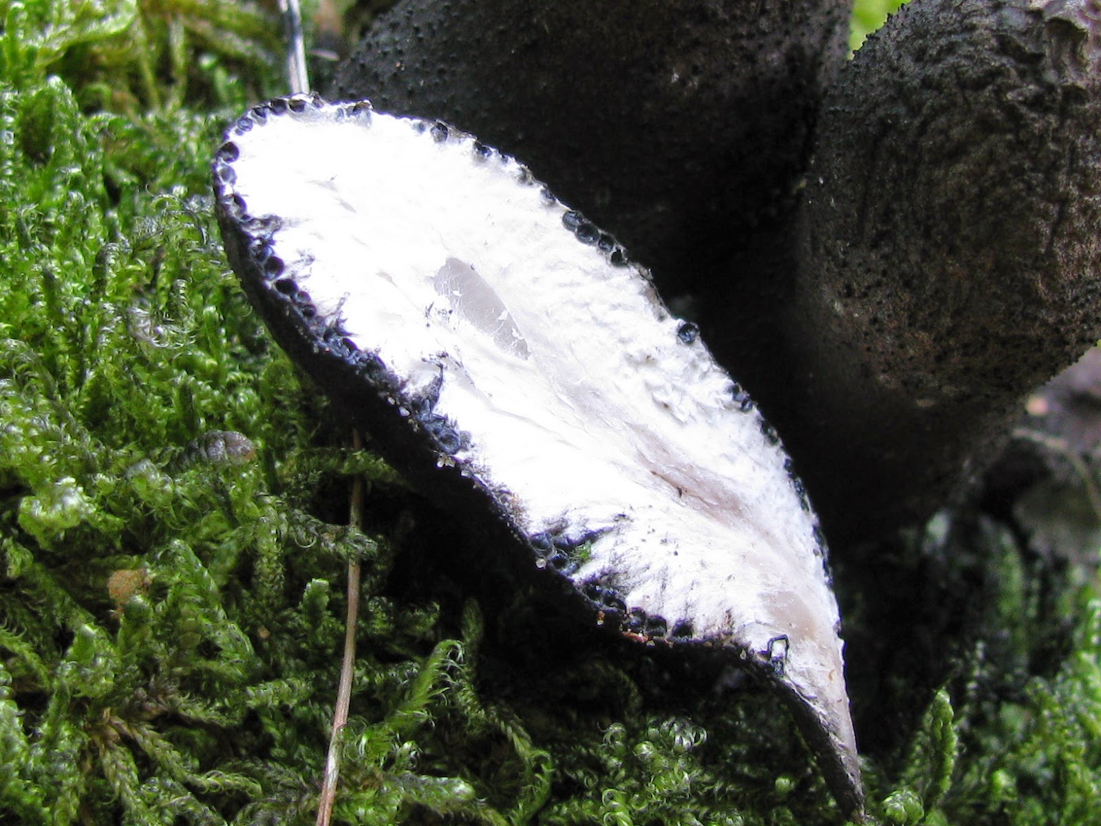 El mundo microscópico de los hongos