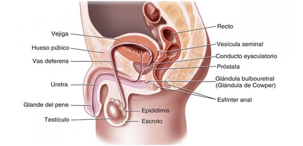 Como esta formado los testiculos