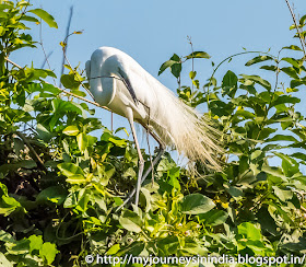 Ranganathittu Birds Snowy Egret Ranganathittu Birds Snowy Egret