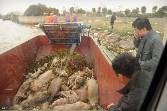 Ismét sertéstetemeket találtak Kína egy nagy folyójában